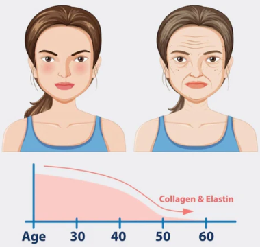 What is The difference Between Elastin and Collagen?